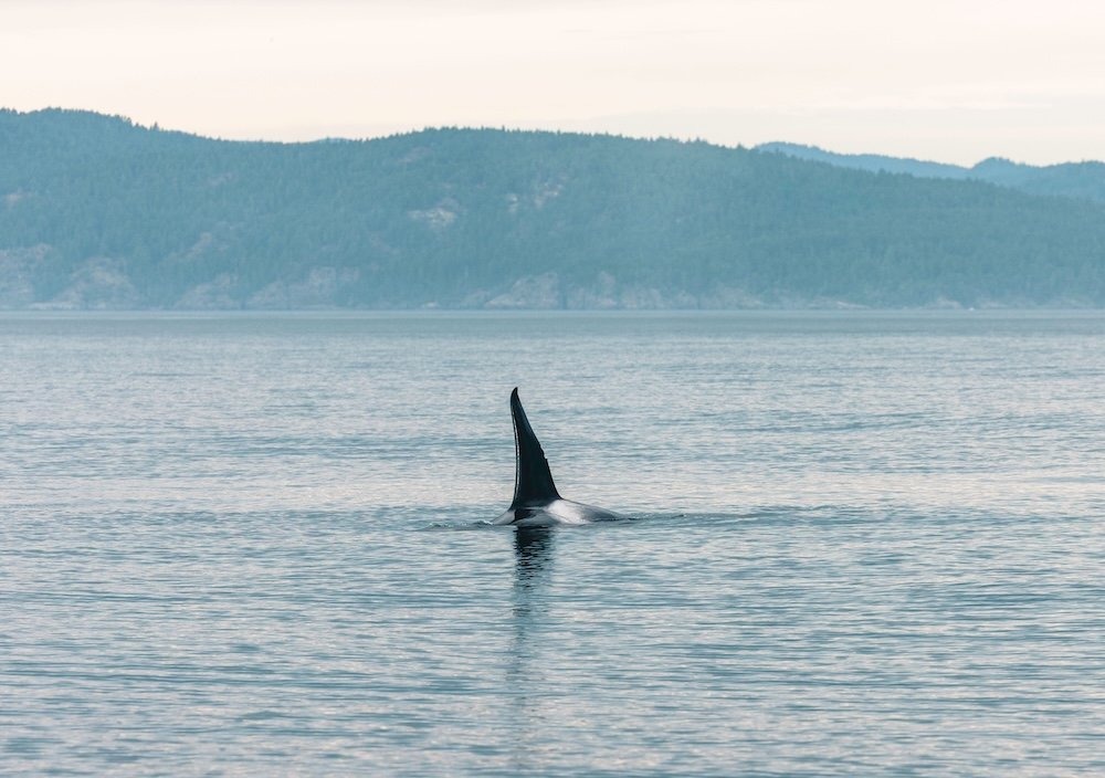 Local's Guide to Alki Beach hero image