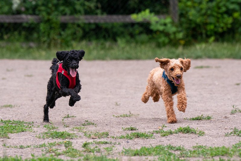 Owning Dogs in Seattle hero image