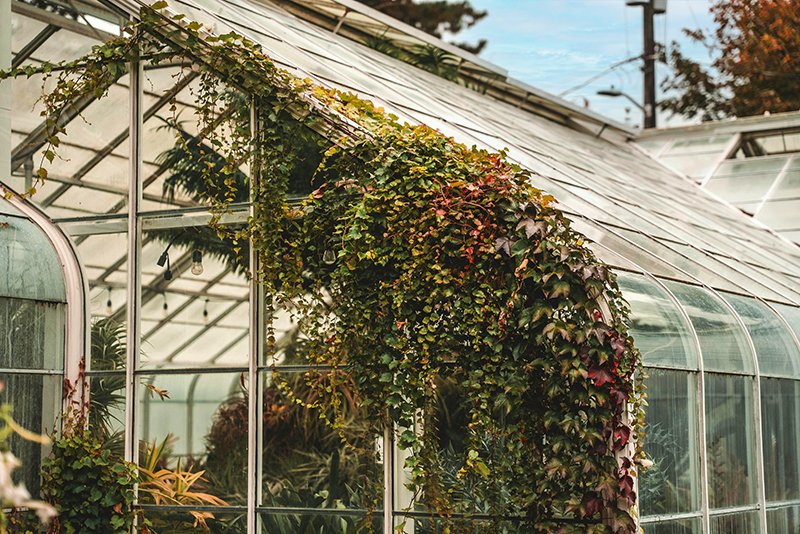Best Plants for Seattle Yards hero image