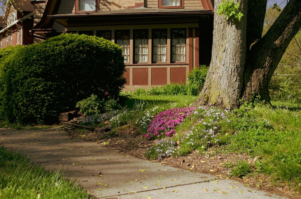 Street Trees and Sidewalks in Seattle featured image