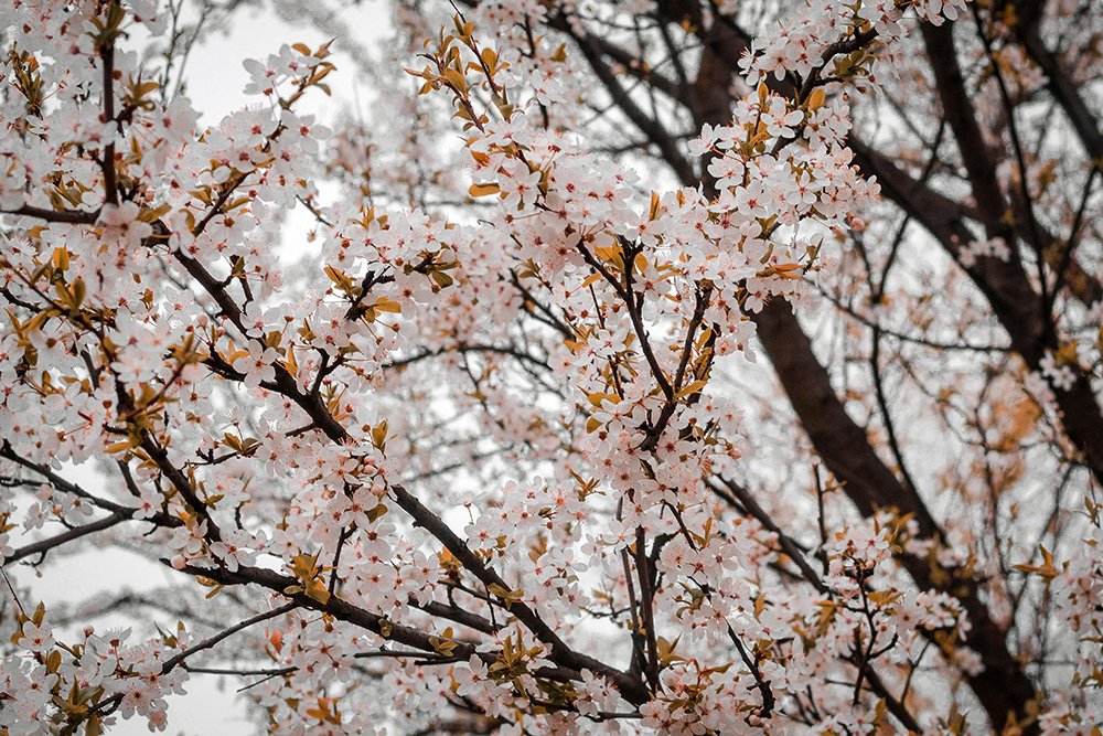 Seattle Spring Housing Market 2026 Trends hero image